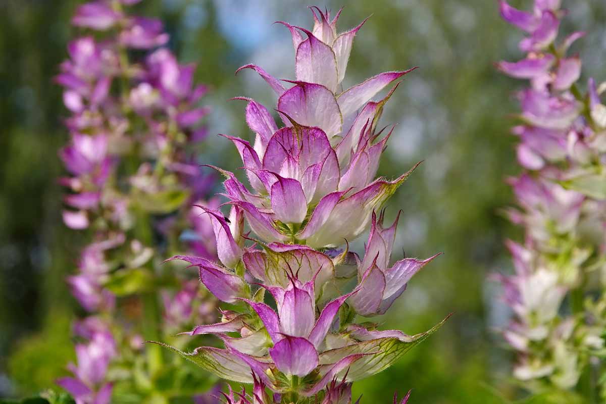 Clary Sage (Salvia sclarea) Seeds