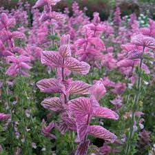 Pink Sundae' Clary Sage (Salvia viridis Horminum) Herb Flower Seeds