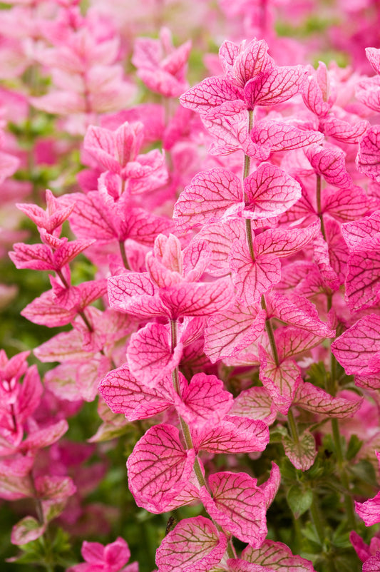 Pink Sundae' Clary Sage Salvia Viridis Horminum Herb Flower Seeds heirloom non-gmo organic garden seeds