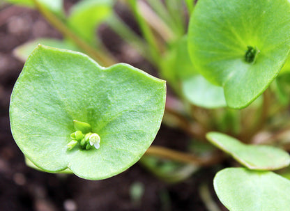 Miner’s Lettuce (Winter Purslane / Spinach) Claytonia Perfoliata Vegetable Seeds