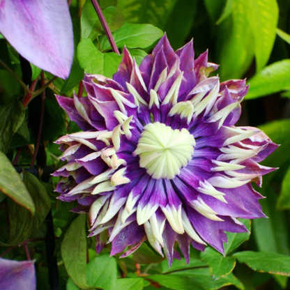 Clematis Double Dark Purple Flower Seeds