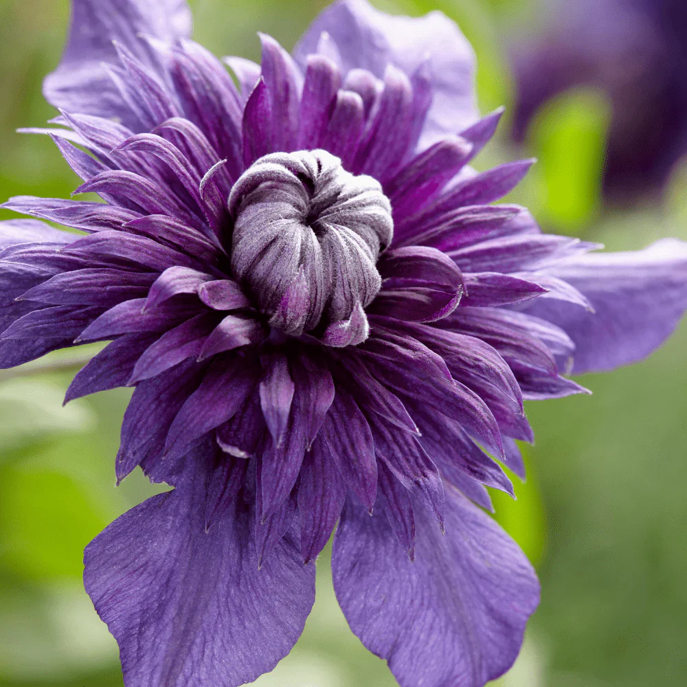 Double Purple Clematis Flower Seeds