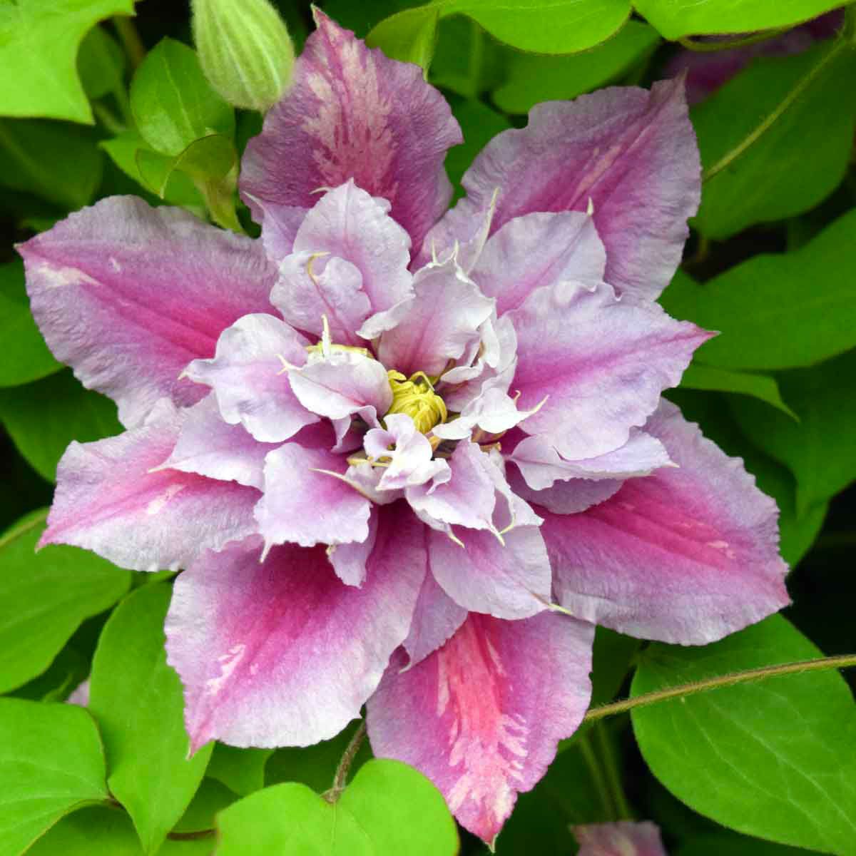 Double White Pink Clematis Flower Seeds