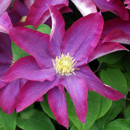 Pink Champagne Clematis Flower Seeds