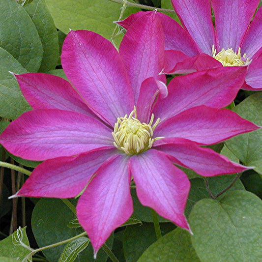 Pink Champagne Clematis Flower Seeds