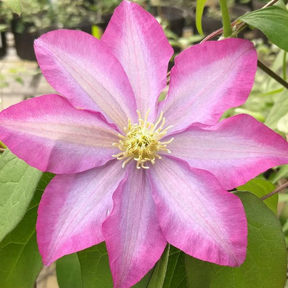 Pink Clematis Flower seeds for Planting Vibrant Colors Heirloom & GMO Free Seeds for Home Garden 
 
 Sale