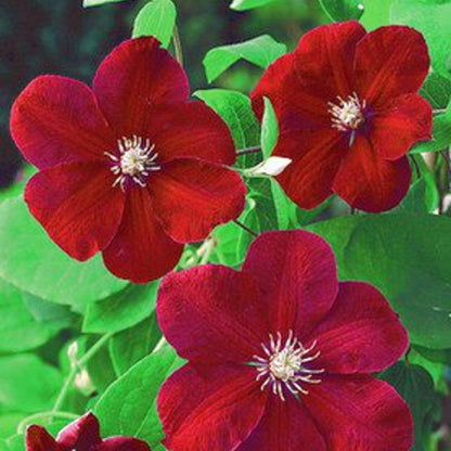 Red Clematis Flower Seeds