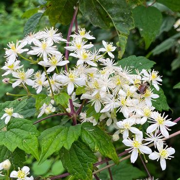 Clematis Virginiana Flower Seeds