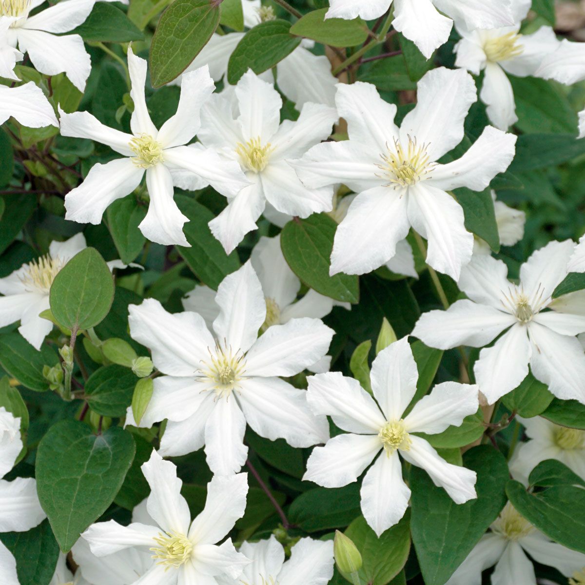 White Clematis Flower Seeds