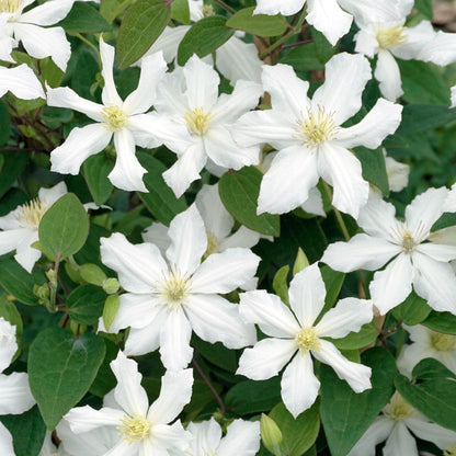 White Clematis Flower Seeds