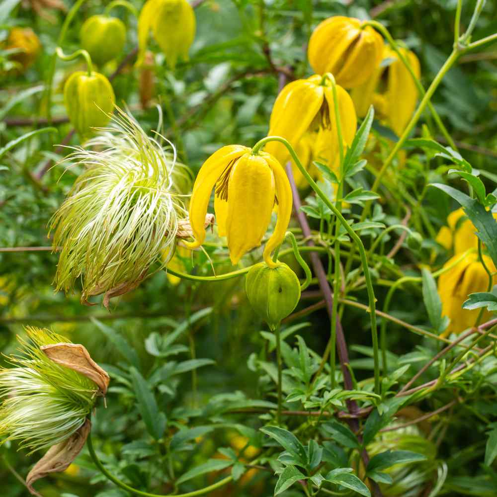 Golden Clematis Tangutica Flower Seeds