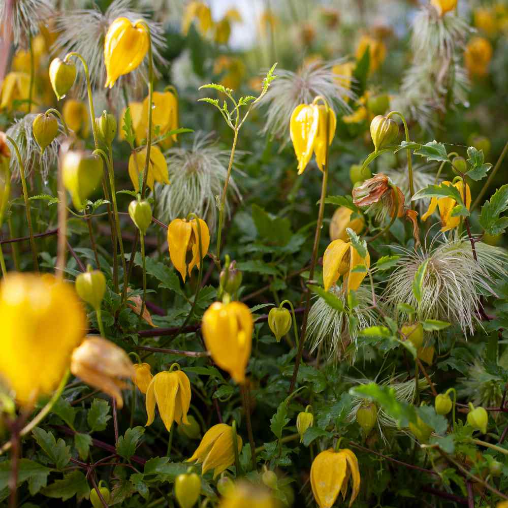 Golden Clematis Tangutica Flower Seeds