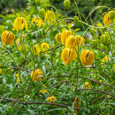 Golden Clematis Tangutica Flower Seeds
