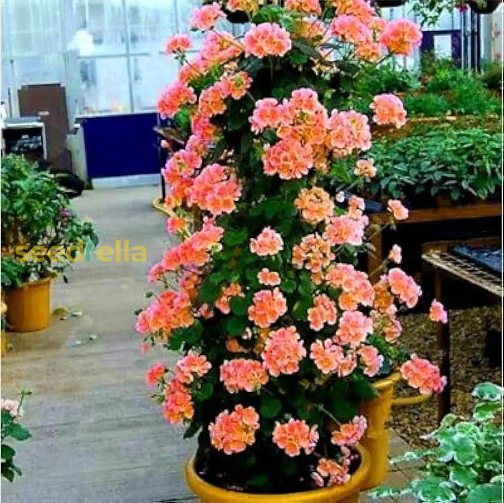 climbing geranium seeds Buy Climbing Geranium Flower Seeds - Vibrant Orange for Planting