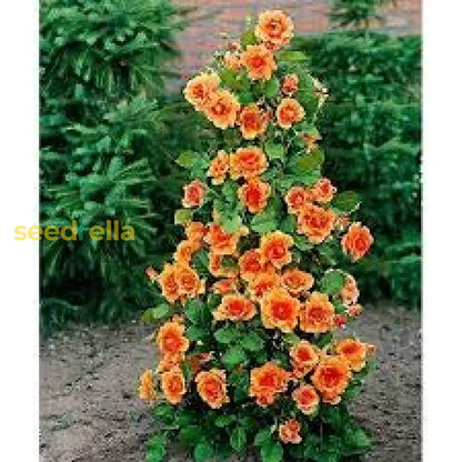 Climbing Geranium Flower Seeds - Vibrant Orange For Planting | Enhance Your Garden With Beautiful