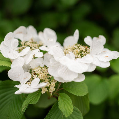 Climbing Hydrangea Anomala Flower Seeds