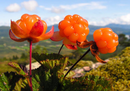 Rare Cloudberry Seeds for Planting