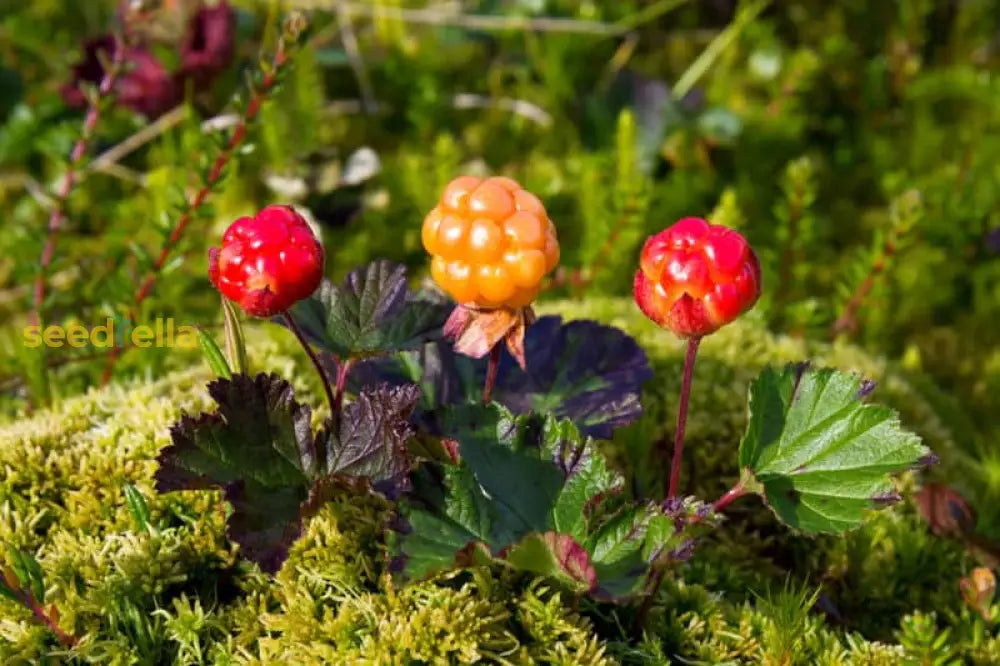 Cloudberry Planting Seeds Cultivate Rare Garden Fruits heirloom non-gmo organic garden seeds
