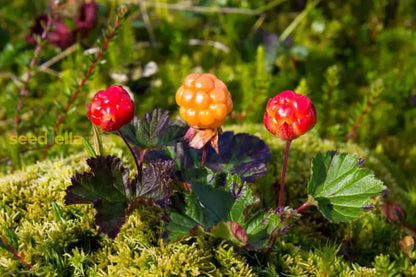 Cloudberry Planting Seeds Cultivate Rare Garden Fruits heirloom non-gmo organic garden seeds