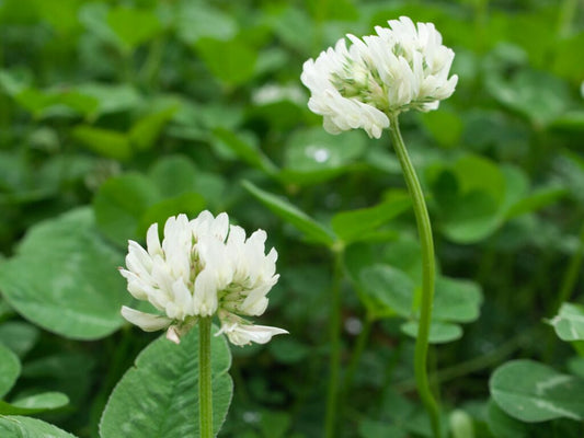 Clover (Clover Flower) seeds for planting in home garden