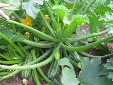 Semi di verdura di zucchina cocozelle