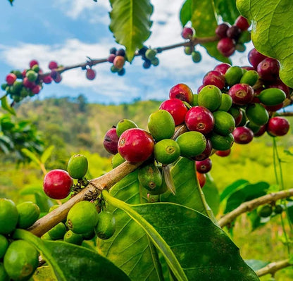 Arabica Coffee Tree (Coffea arabica) Seeds
