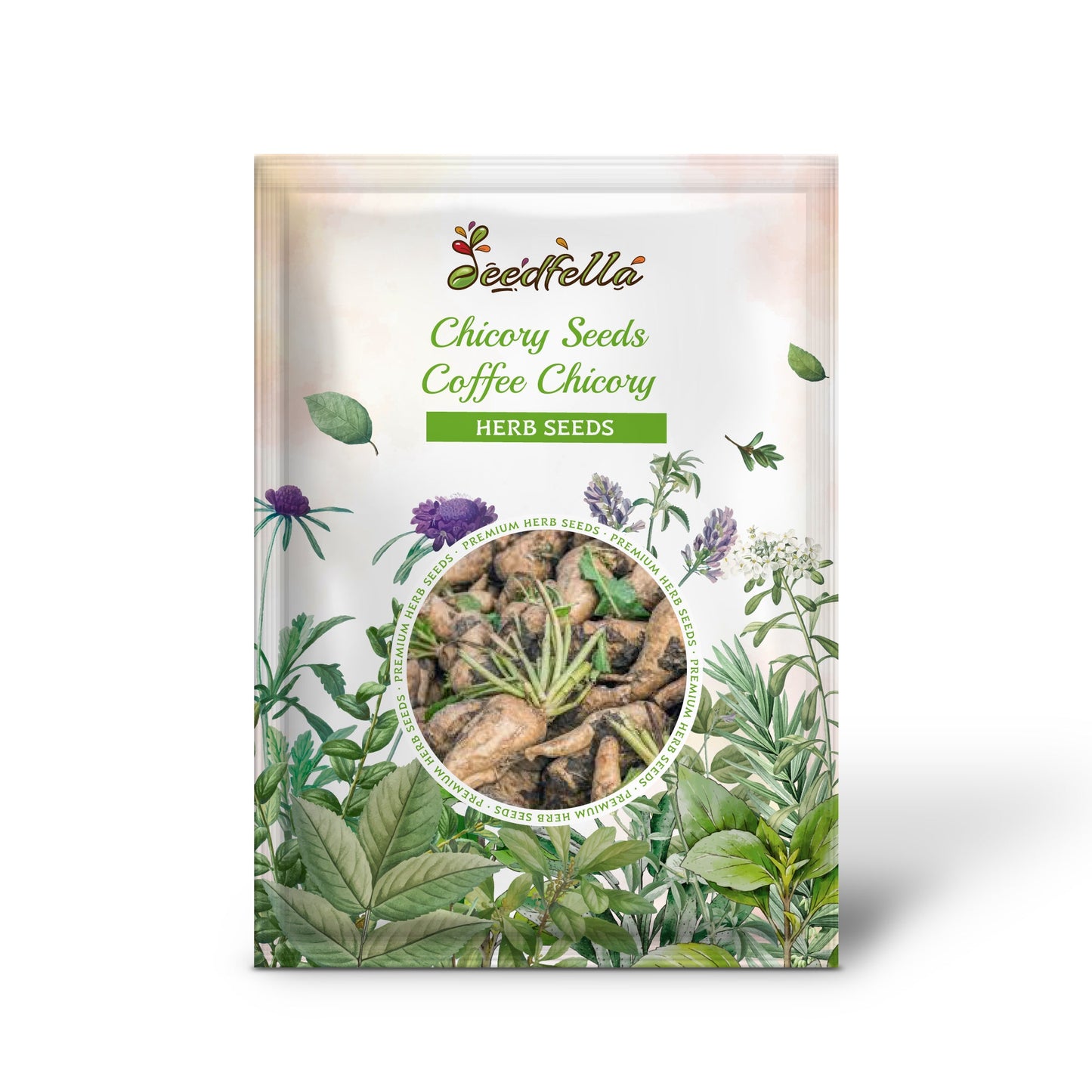 Chicory Seeds - Coffee Chicory (Cichorium intybus)