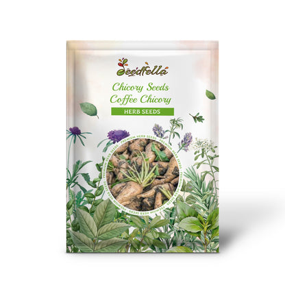 Chicory Seeds - Coffee Chicory (Cichorium intybus)
