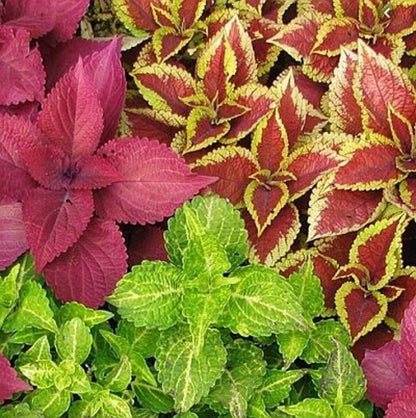Coleus Blumei Rainbow Mix Herb Seeds