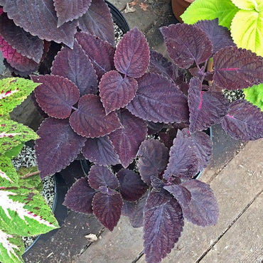 Coleus 'Palisandra' Ornamental Plant Seeds for Planting – Heirloom, Non-GMO, Easy to Grow, Annual