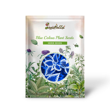 Blue Coleus Plant Seeds for Easy Planting