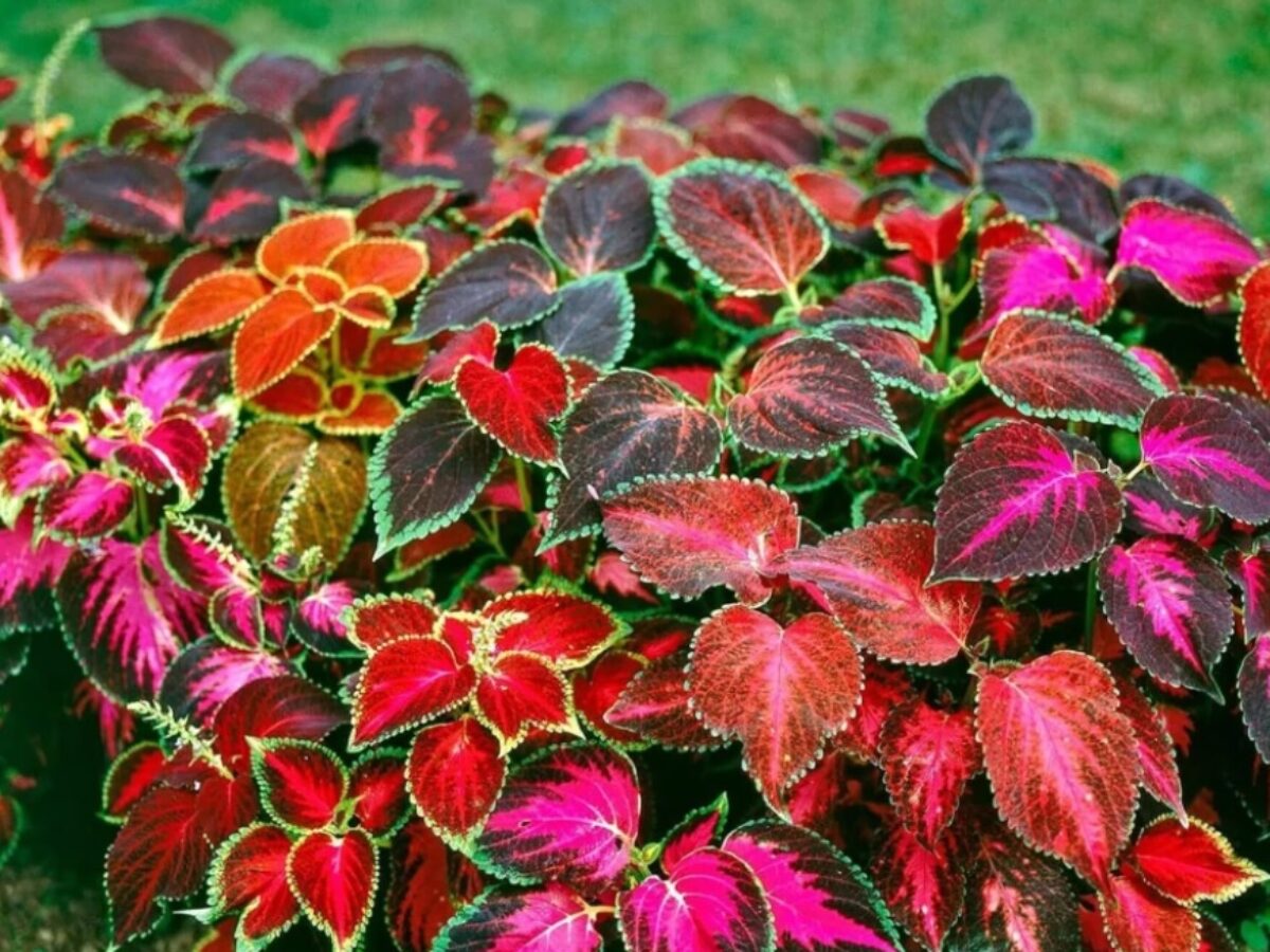 Rare Coleus Seeds