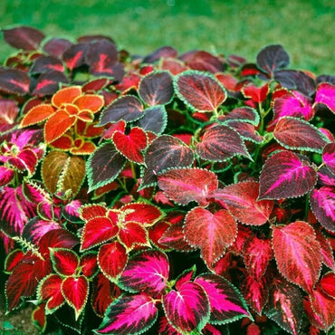 Gemischte Coleus-Kräutersamen