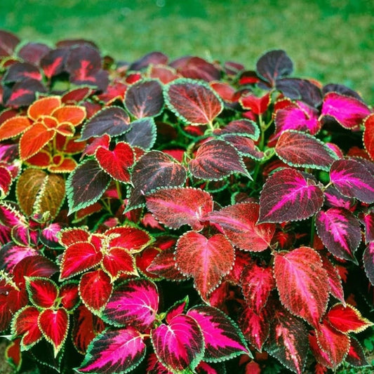 Coleus Rainbow Plant Seeds for Planting – Heirloom, Non-GMO, Easy to Grow, Annual
