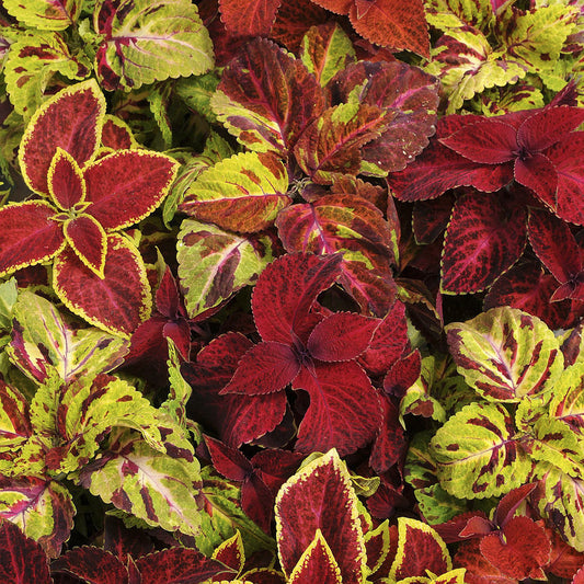 Semillas de la planta Coleus Wizard Pastel