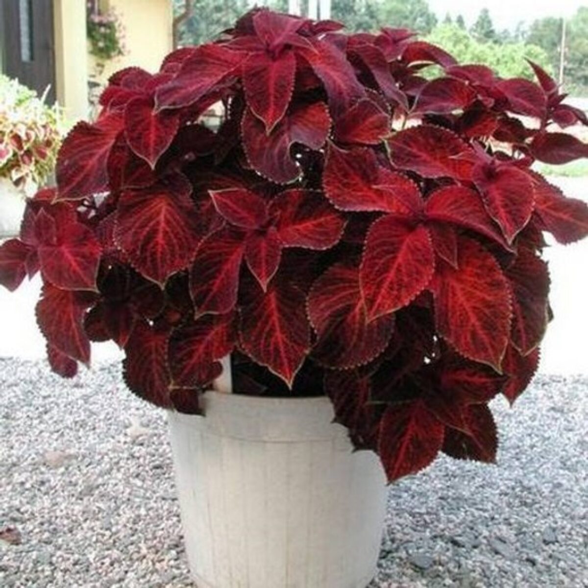 Velvet Red Coleus Herb Seeds