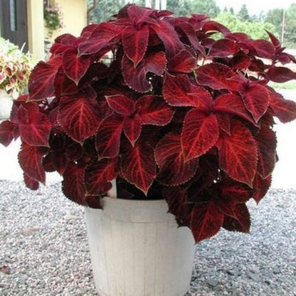 Velvet Red Coleus Herb Seeds