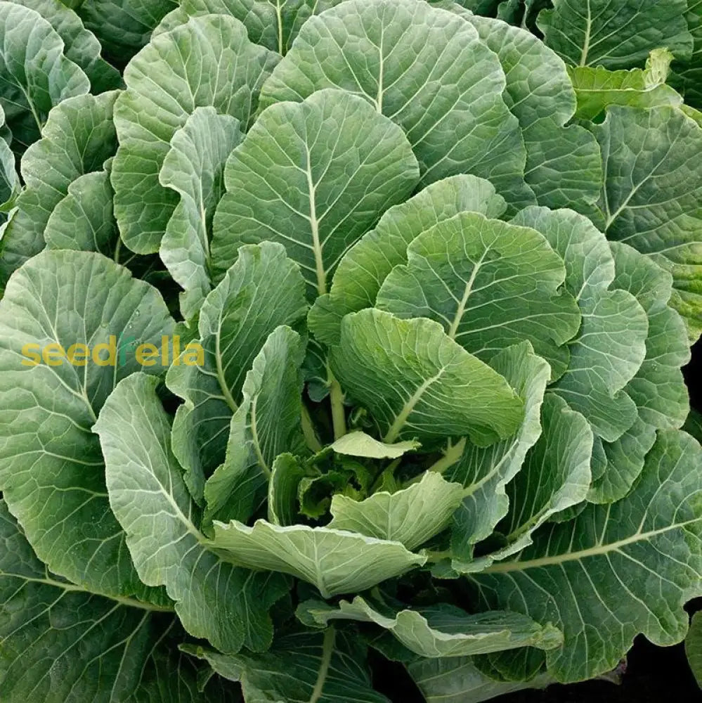 Collard Greens Seeds For Planting heirloom non-gmo organic garden seeds
