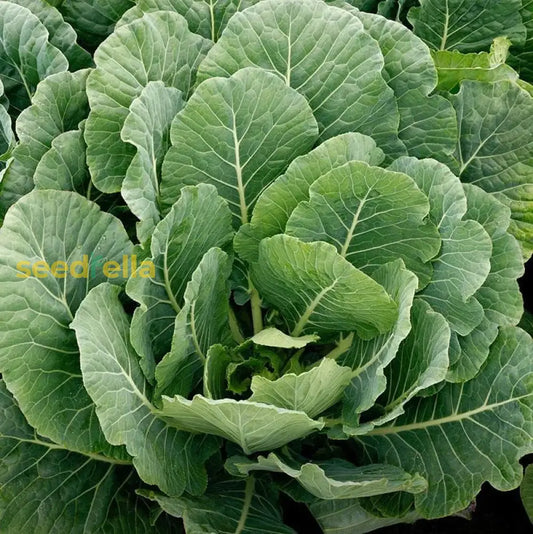 Collard Greens Seeds For Planting heirloom non-gmo organic garden seeds
