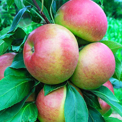 Pink and Yellow Apple Seeds for Planting