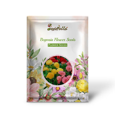 Colorful Begonia Flower Seeds for Garden and Pots