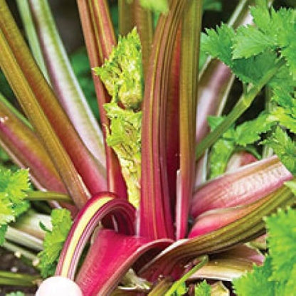 Organic Redventure Celery (Apium graveolens) Herb & Vegetable Seeds – Red-Golden Pink Stalks with Green Leaves