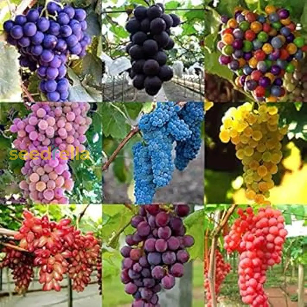 Mixed Grape Fruit Planting Seeds - Diverse & Delicious Grapes for Your Garden