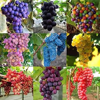 Mixed Grape Fruit Planting Seeds - Diverse & Delicious Grapes for Your Garden