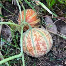 Mixed Kajari Melon Seeds for Planting