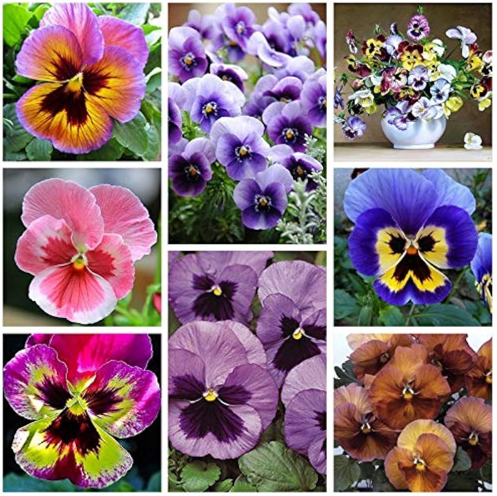Colorful Mixed Pansy Flower Seeds for Planting