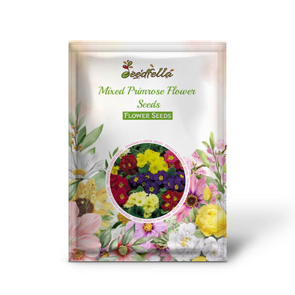 Colorful Primrose flower seeds for home gardening
