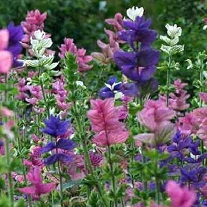Tricolor Clary Sage (Salvia viridis horminum) Mix - Blue, Pink, White Herb Flower Seeds