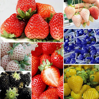 strawberry seed color Strawberry Fruit Seeds Rainbow Planting Organic Garden Seeds – Pure Asia Seeds