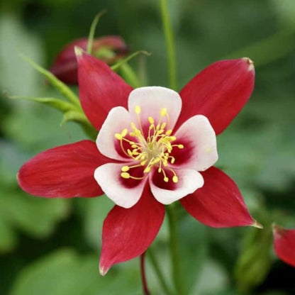 Columbine Aquilegia Flower Seeds